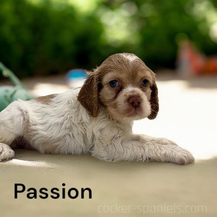 puppy, for, sale, Cocker Spaniel, Joe & Cherri  Overlease, dog, breeder, Miller, MO, dog-breeder, puppy-for-sale, forsale, nearby, find, puppyfind, locator, puppylocator, aca